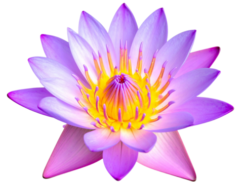  Purple and Pink Lotus Flower Top View, Fully Open Bloom, Isolated on Transparent Background.