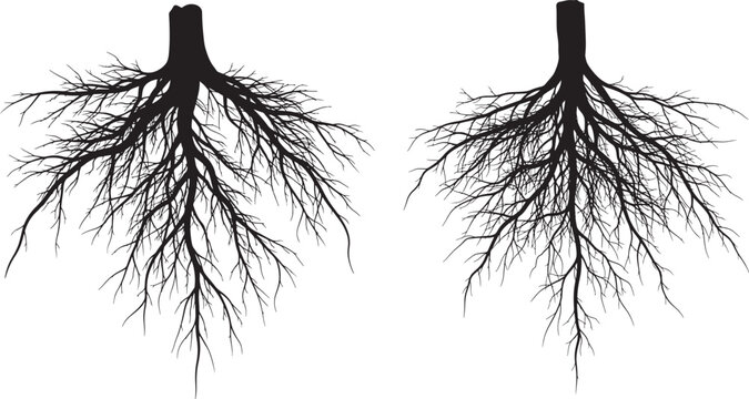 Two detailed root systems in silhouette