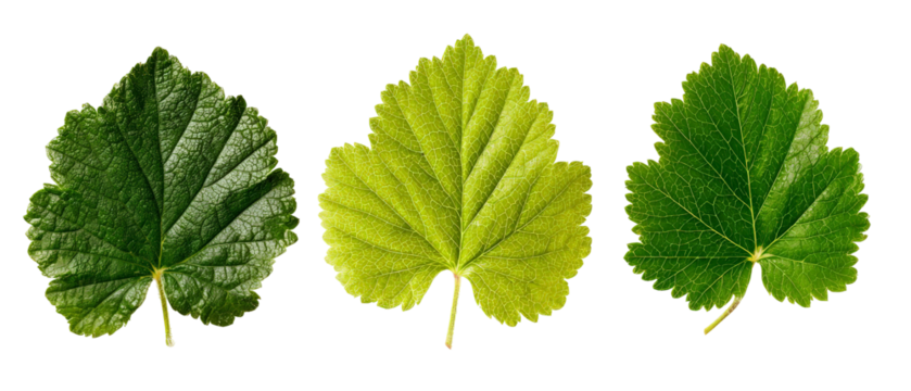 A vibrant display of three distinct leaves showcasing a gradient of green hues, symbolizing the transition of seasons, set against a clean, white background for botanical study or design use