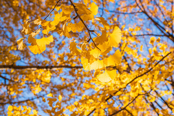 東京の秋、黄金色に輝く銀杏並木と青空 / Golden Ginkgo Tree Avenue and Blue Sky in Autumn, Tokyo, Japan