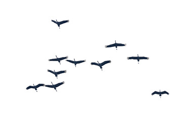 Birds in migration formation, Common Cranes, Grus grus