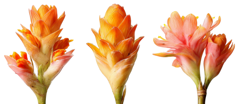 A vibrant display of tropical flowers showcasing their colorful petals in a natural setting, with lush greenery in the background, ideal for botanical illustrations or floral arrangements