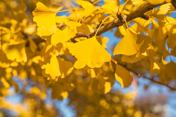 東京の秋、黄金色に輝く銀杏並木と青空 / Golden Ginkgo Tree Avenue and Blue Sky in Autumn, Tokyo, Japan