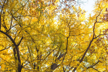 東京の秋、黄金色に輝く銀杏並木と青空 / Golden Ginkgo Tree Avenue and Blue Sky in Autumn, Tokyo, Japan