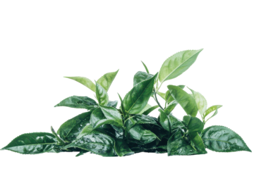 Lush green tea leaves with veins isolated on transparent background. Loose tea leaves arranged in a pile on white background.