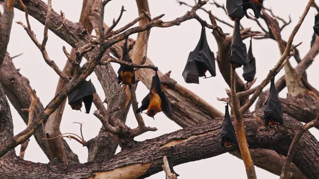 Large colony of Indian flying foxes lat. Pteropus medius, roosting on a tree in tropical forest, showing natural wildlife behavior, perfect for documentaries, ecology. Animal footage in Slow motion.