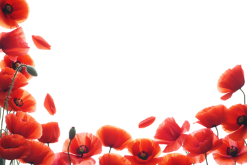 Vibrant red poppy flowers and delicate falling petals create a striking floral frame, symbolizing remembrance and nature's bloom. isolated on transparent background