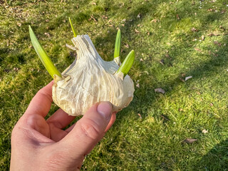 sprouting fresh garlic with green arrows