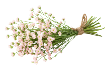 Bouquet of light pink aster flowers tied with twine isolated on transparent background. Bouquet of light pink flowers with green stems and leaves isolated on white background.
