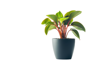 Peperomia plant in a gray pot isolated on transparent background. Vibrant young plant with red stems and green leaves thrives in a sleek and black pot isolated on white background.