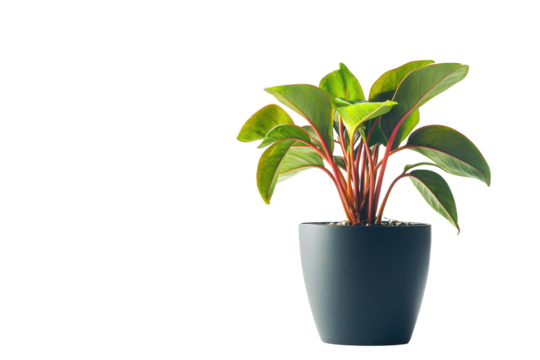 Peperomia plant in a gray pot isolated on transparent background. Vibrant young plant with red stems and green leaves thrives in a sleek and black pot isolated on white background. - Powered by Adobe