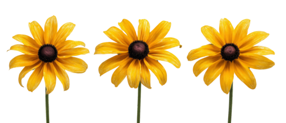 Three vibrant yellow flowers with dark centers arranged in a row, set against a transparent background, ideal for use in floral designs or nature-themed projects