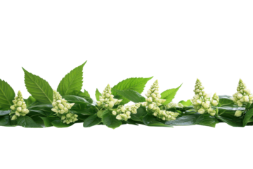 Delicate white flower buds on a green stem isolated on transparent background. Lush green foliage with unopened creamy white buds isolated on white background.