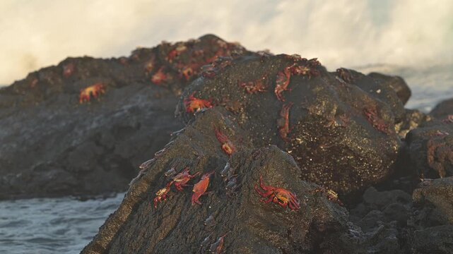 Sally Lightfoot Crabs on rocks, Isla Isabela, Galapagos Islands, Ecuador