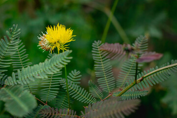 A bright yellow, puffball-like flower from a Mimosa species stands prominently on a thin green stem, surrounded by its characteristic delicate, fern-like pinnate leaves.