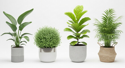 Obraz premium Set of four potted green houseplants in various pots on white background