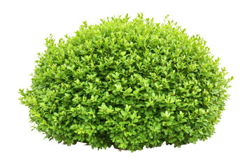 Naklejka premium Perfectly spherical green bush isolated on transparent background. Lush vibrant green shrub rounded shape isolated on white background.
