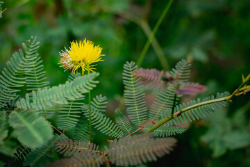 A bright yellow, puffball-like flower from a Mimosa species stands prominently on a thin green stem, surrounded by its characteristic delicate, fern-like pinnate leaves.