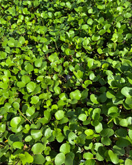 Green plants growing on sand.this photo was taken from cox's bazar beach, Chittagong,Bangladesh