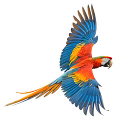 Fototapeta premium Scarlet macaw flying isolated on transparent background with vibrant plumage