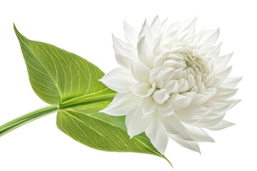 Delicate white flower with green leaves isolated on transparent background. Close-up of a delicate white flower with lush green leaves isolated on white background.