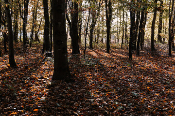 Ombre et lumière dans la forêt en automne