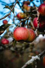 Pomme sur le pommier en automne dans le verger