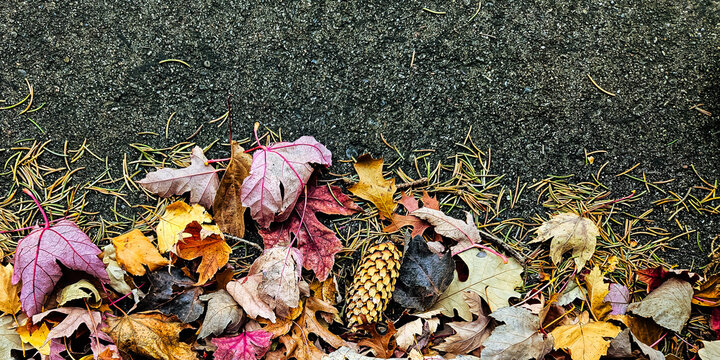 Vibrant wide autumn background. Fallen leaves and pine needles on asphalt road. Abstract banner with copy space. Creative fall and Thanksgiving seasonal design element.