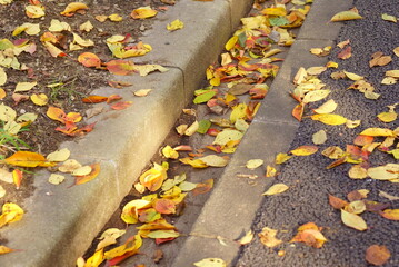 遊歩道の側溝の落ち葉