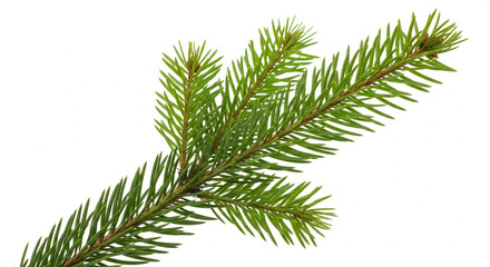 Obraz premium Fresh green fir branch isolated on white background perfect for Christmas decorations and natural design elements