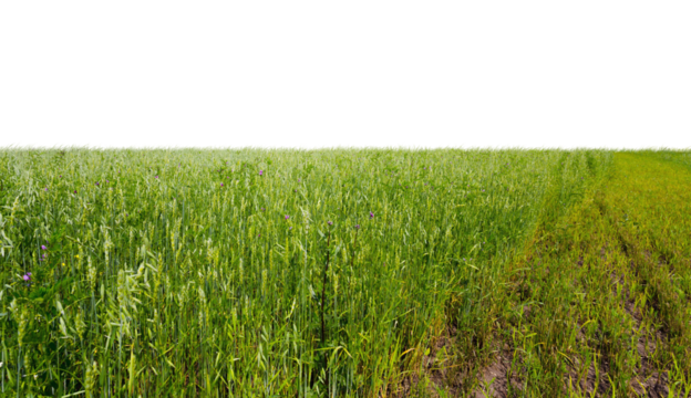 Lush Green Fields Under Clear Sky - Powered by Adobe