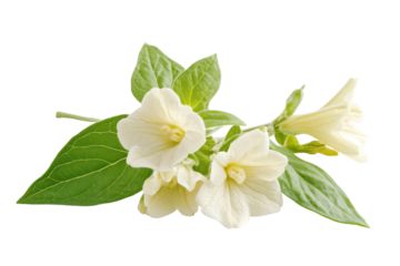 Delicate white bell shaped flowers with green leaves isolated on transparent background. Althaea officinalis blossom isolated on white background.