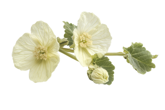Delicate white mallow flowers with green leaves isolated on transparent background. Althaea officinalis blossom isolated on white background.