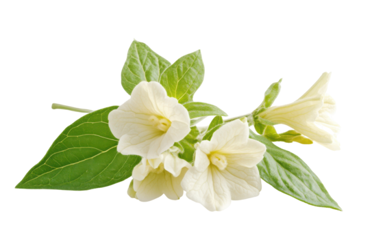 Delicate white bell shaped flowers with green leaves isolated on transparent background. Althaea officinalis blossom isolated on white background.