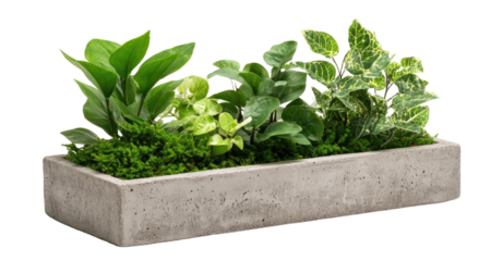 Rectangular concrete planter with lush greenery