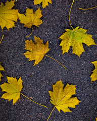 Vibrant yellow autumn maple leaves scattered on dark, textured asphalt. Contrast and natural fall background. Seasonal themes. Abstract pattern banner.