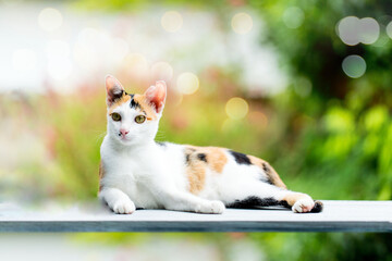 Cute ginger or orange cat lying on table close up at coffee shop.