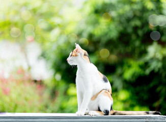 A  cat with orange and  classic  black   is sitting on a couch. The cat has a long tail and is looking at forward.