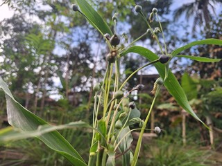 Close-up of Job’s Tears (Coix lacryma-jobi) plant, known for its medicinal properties as anti-cancer, anti-inflammatory, and digestive herbal remedy.