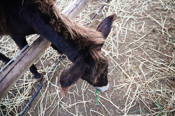 Donkey peacefully grazing. Animals behind wood fence. Donkey eating hay in the evening on the farm. Countryside in Italy. Autumn. Animal farm. Animal Therapy. 