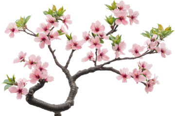 Pink cherry blossom branch with green leaves isolated on transparent background. Blooming pink cherry blossom tree with brown branches green leaves isolated on white background.