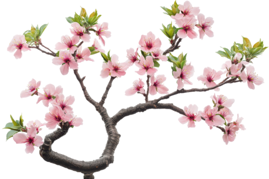 Pink cherry blossom branch with green leaves isolated on transparent background. Blooming pink cherry blossom tree with brown branches green leaves isolated on white background. - Powered by Adobe