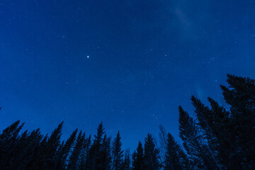 Naklejka premium night sky in the forest