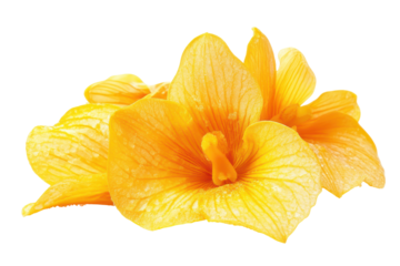 Abstract yellow orchid flower isolated on transparent background. Bright yellow thai orchid flower isolated on white background.