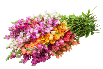 Colorful snapdragon flowers in a rainbow of colors isolated on transparent background. Bundle of colorful snapdragon flowers in full bloom isolated on white background.