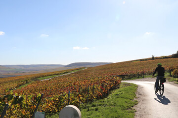 Naklejka premium man with yellow helmet cycling through fields of colorful grape vines of champagne vinyards near Epernay, France, in the fall.