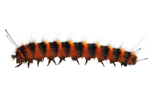 Close up macro shot of a colorful caterpillar isolated on transparent background. Caterpillar isolated on white background.