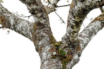 Obraz premium Close up of a textured tree trunk with moss and lichen isolated on transparent background. Cherry trees full trunk isolated on white background.