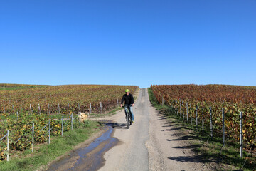 Obraz premium man with yellow helmet cycling through fields of colorful grape vines of champagne vinyards near Epernay, France, in the fall.