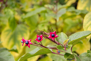 Vibrant pink star-shaped flowers with dark blue centers are surrounded by lush green foliage, creating a striking contrast in a natural garden setting, showcasing botanical beauty